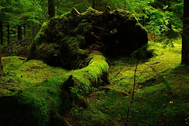 Comment créer un sapin de Noël écoresponsable avec des lumières