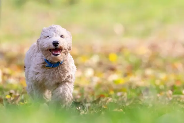 Pet-Friendly Networking: 10 Essential Tips for Success