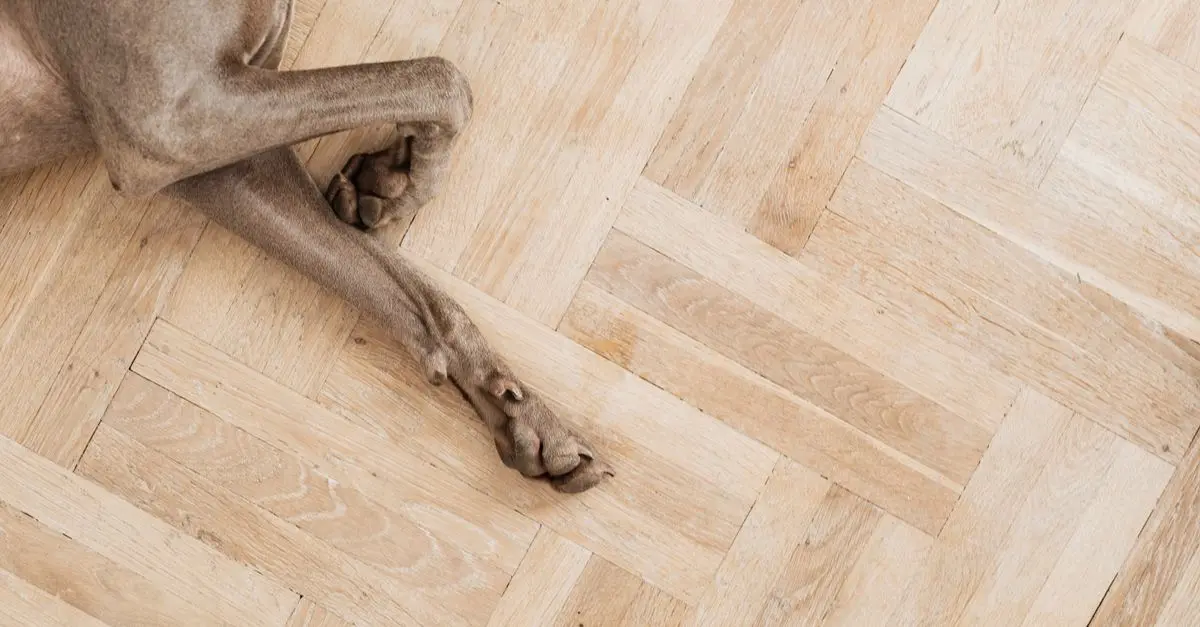 A Detailed Look at Pet-Friendly Flooring Options