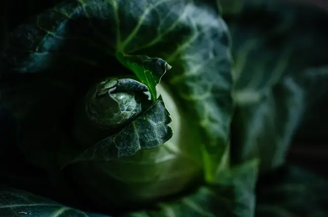 Guide Complet des Meilleures Variétés de Légumes à Cultiver