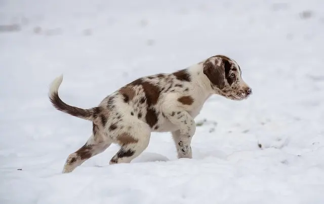 10 Essential Tips for Training Your New Puppy Effectively
