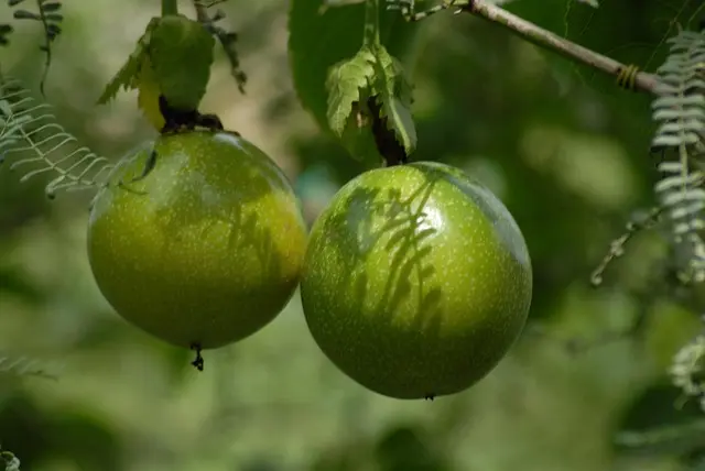 Les Fruits de Saison : Guide Complet pour Chaque Mois