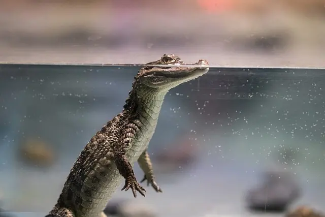 Les poissons d'eau douce les plus intéressants à découvrir