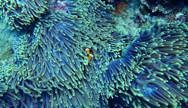 Les meilleures techniques pour réussir votre exploration sous-marine