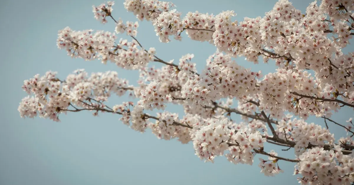 Rituels Coréens de Printemps : Traditions et Célébrations Incontournables