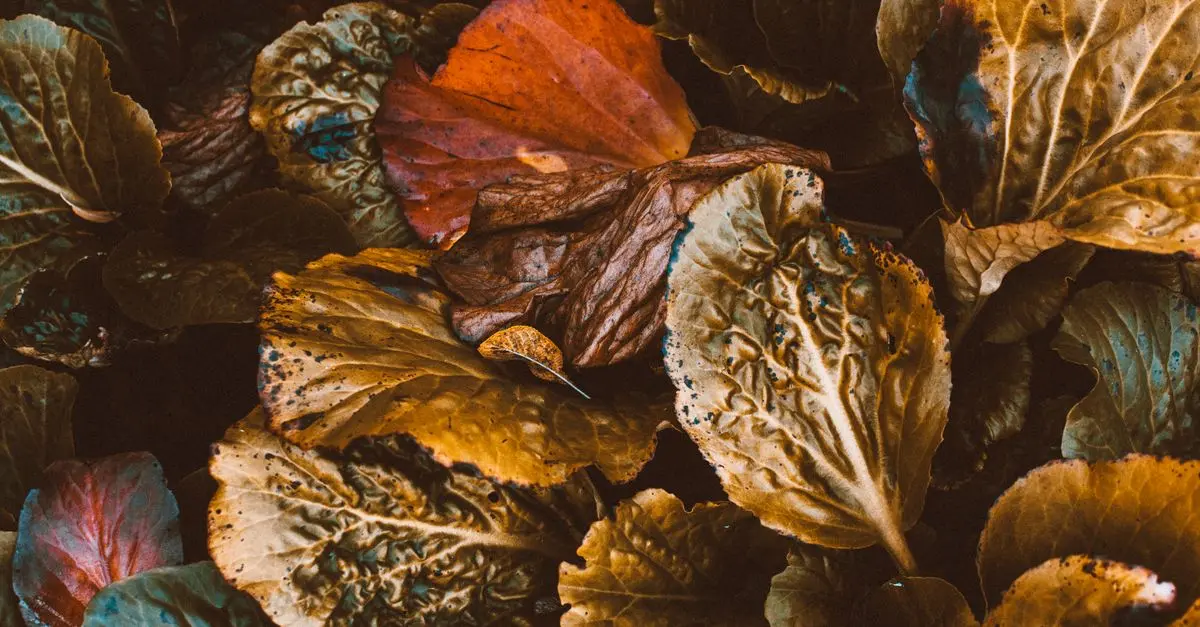 Les erreurs fréquentes à éviter en jardinage bio