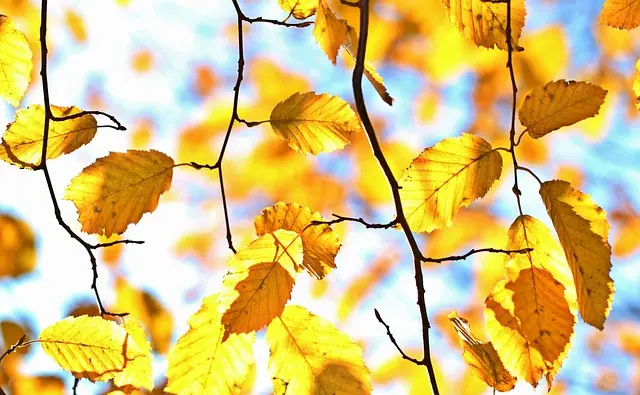 Comment choisir un service d'obsèques adapté à vos besoins