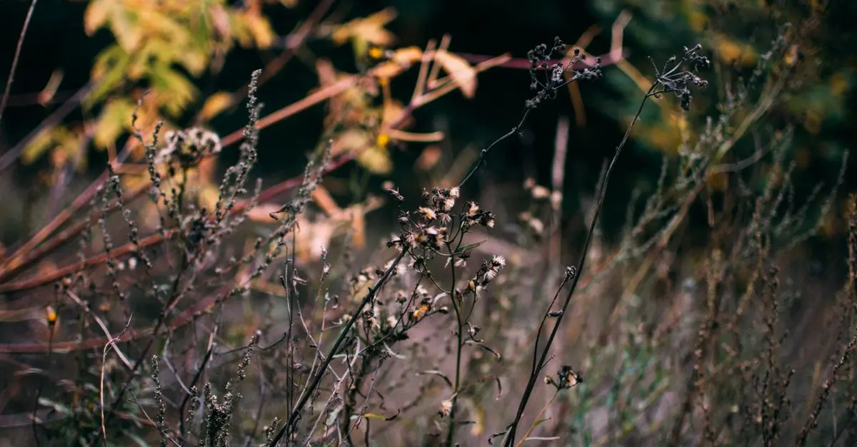Les Secrets pour Réussir Votre Jardin en Automne