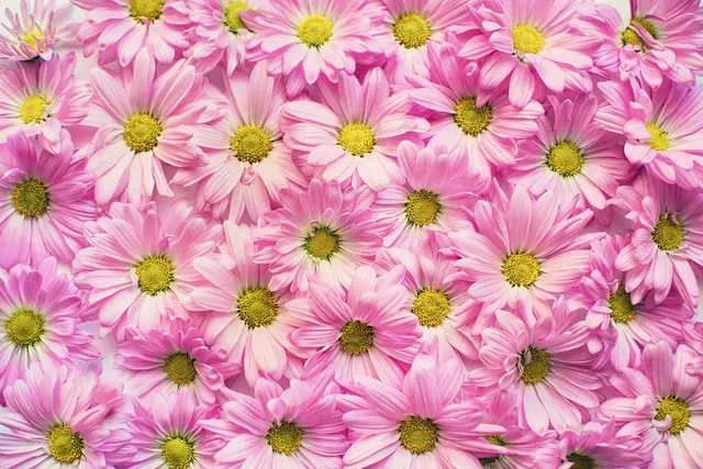 Cómo elegir las herramientas adecuadas para tu jardín: guía completa