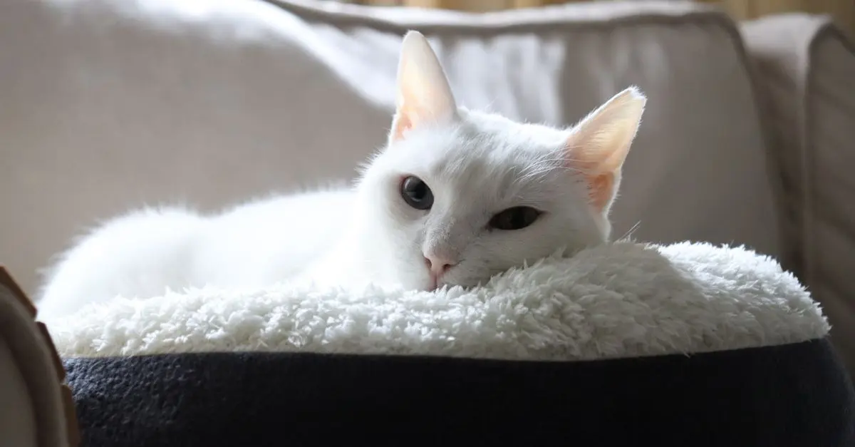 Conseils pour un habitat idéal pour chats âgés