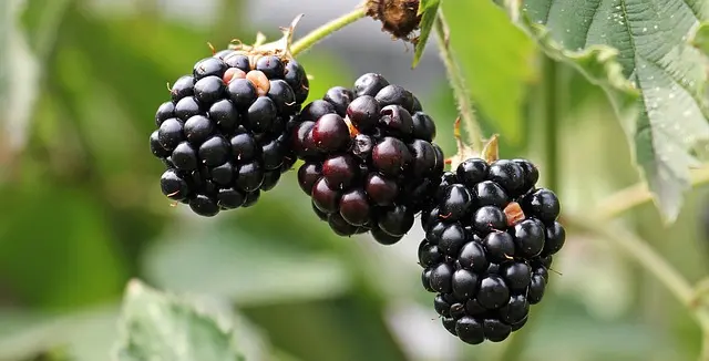 Comment créer un jardin comestible dans un petit espace