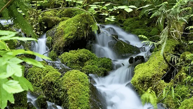 10 Astuces Pratiques pour un Jardin Écologique et Durable