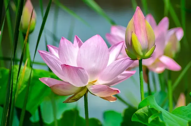 5 astuces pour réussir votre jardin au printemps