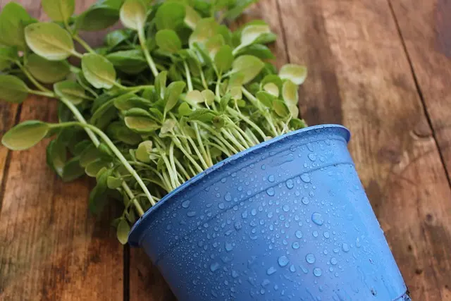 Micro-Jardinage : Créer un Écosystème Durable en Ville