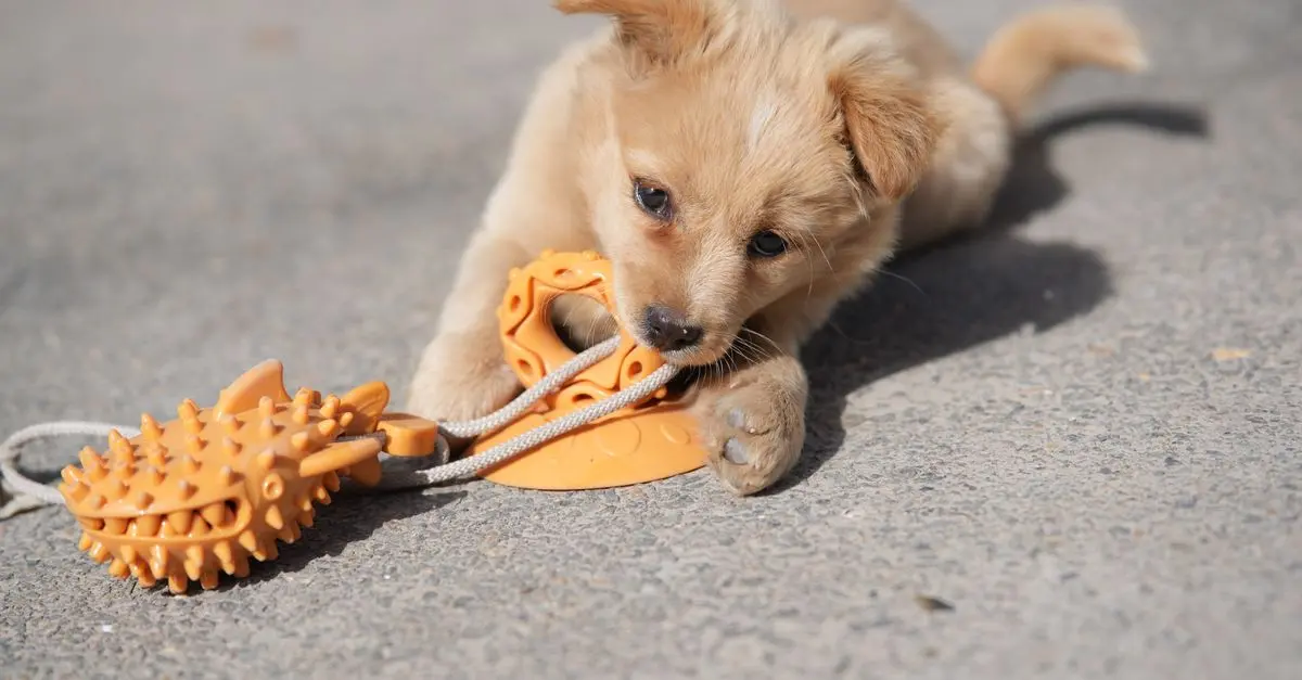 10 Essential Tips for Caring for Your New Puppy