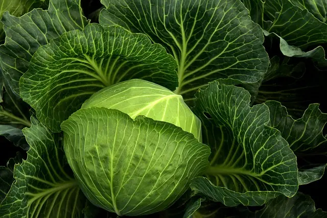 Comment réussir la vente de vos produits bio
