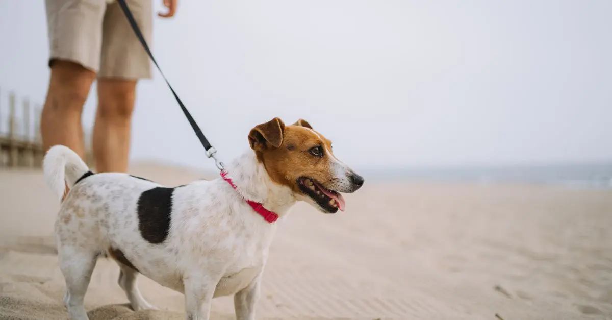 Pet-Friendly Getaway Destinations to Explore