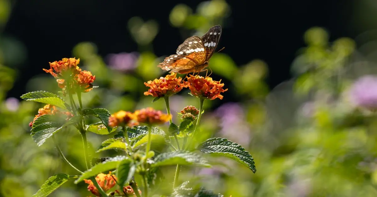 10 plantes incontournables pour attirer la faune dans votre jardin