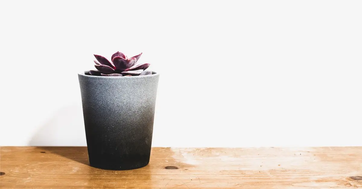 Les Plantes Anti Stress : Comment Elles Peuvent Vous Aider