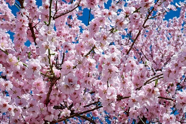 Les rituels coréens pour le printemps : traditions et significations