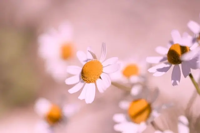 5 Activités de Loisirs Zen pour Équilibrer Votre Vie