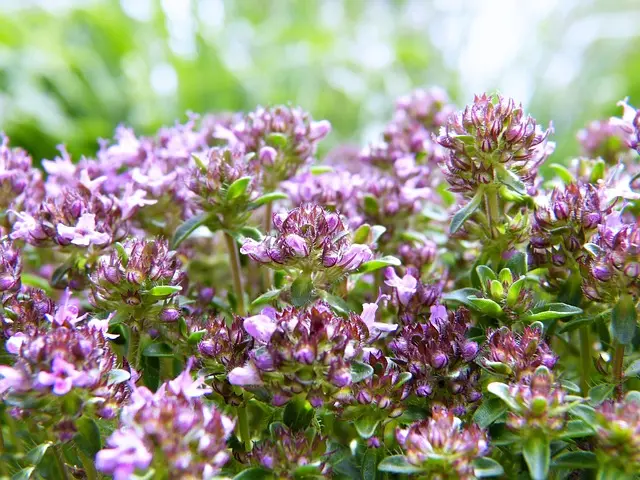 Guide d'achat des remèdes en phytothérapie