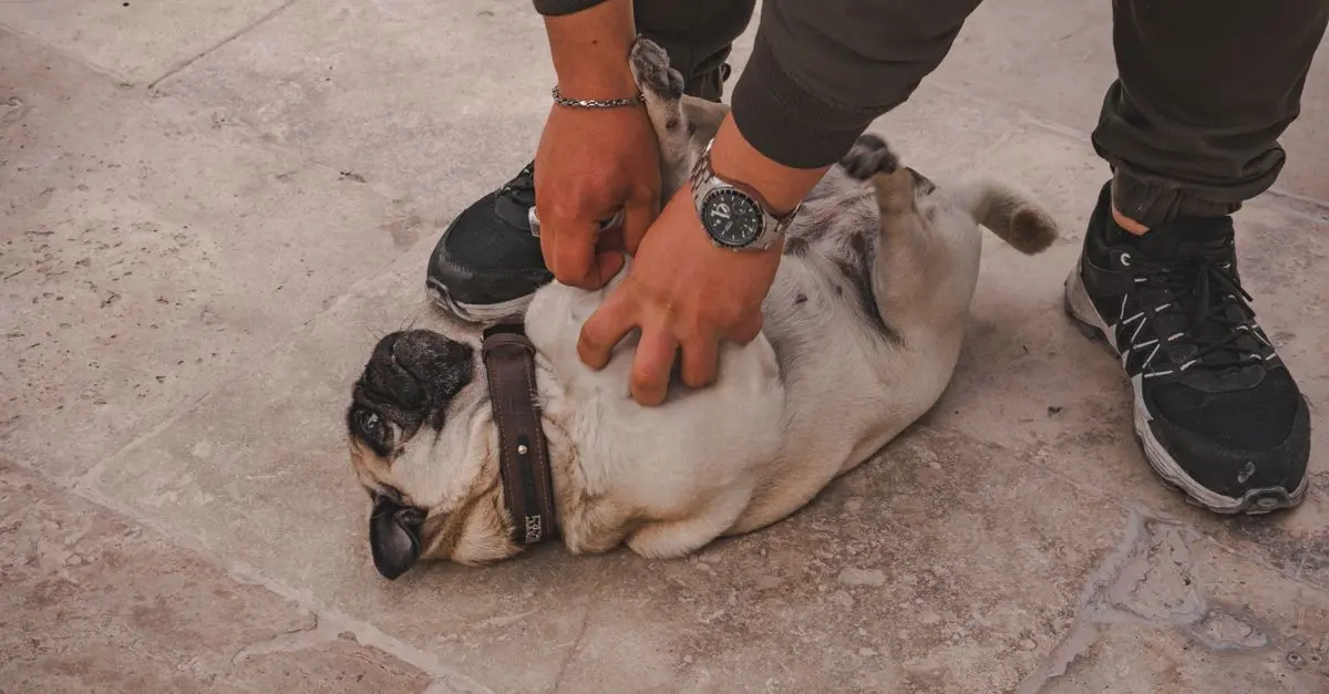 How to Choose the Right Pet for Your Lifestyle