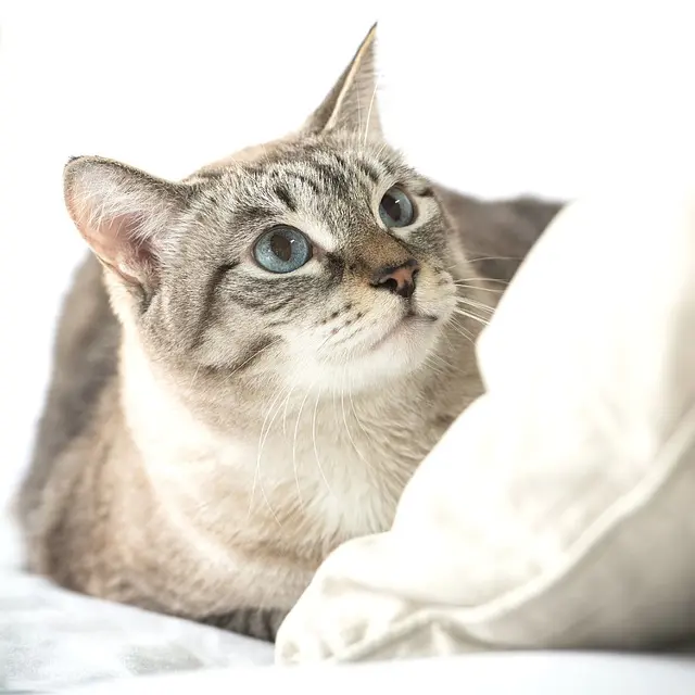 How to Form Meaningful Connections in Your Pet-Friendly Network
