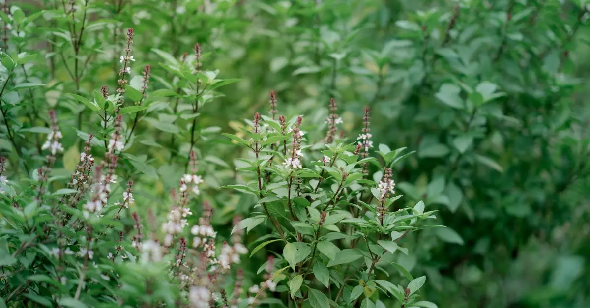 Les meilleures pratiques pour un jardin bio réussi