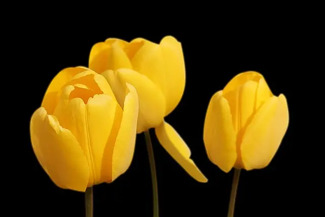7 Astuces Incontournables pour Entretenir Votre Jardin Tout au Long de l'Année