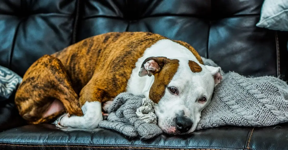 Understanding Pet Anxiety: Signs and Solutions for Your Pets