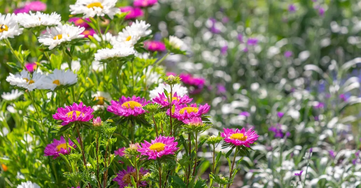 10 Plantes Parfaites Pour Un Jardin Écologique Épanouissant