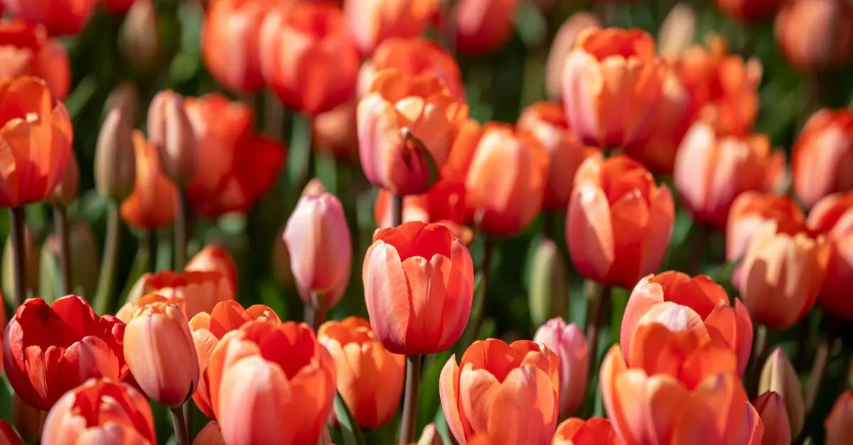 Cómo cultivar flores de temporada en tu jardín: guía práctica