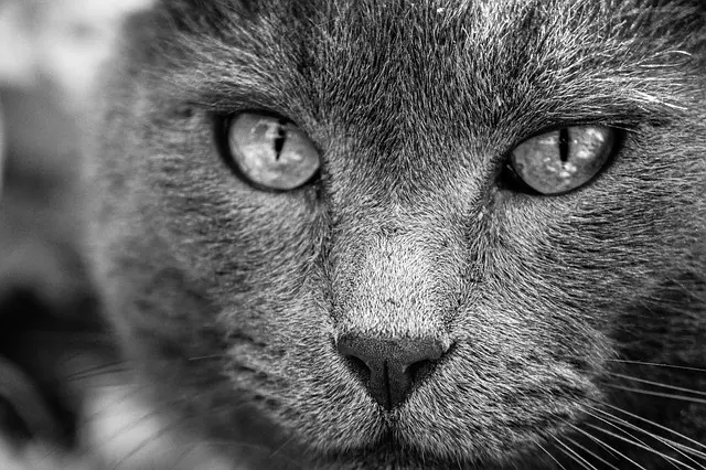 Comment prévenir et traiter les problèmes dentaires chez un vieux chat