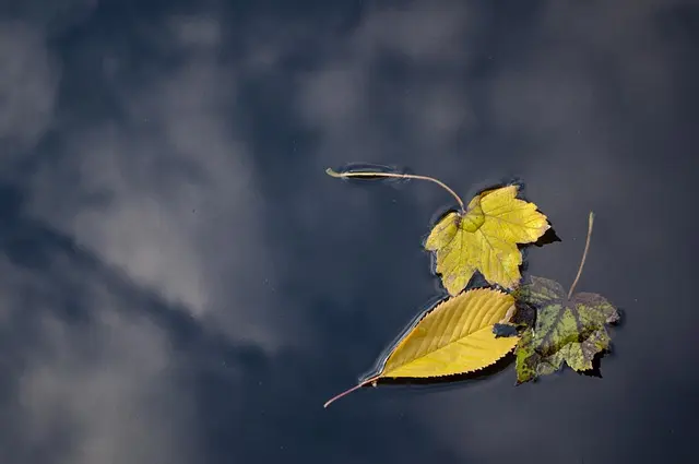 Comment Entretenir Votre Jardin en Automne : 10 Astuces Indispensables
