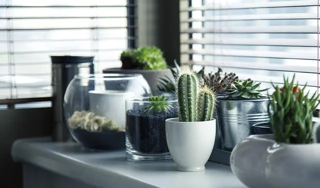 Come Costruire un Giardino Verticale Fai Da Te: Guida Completa