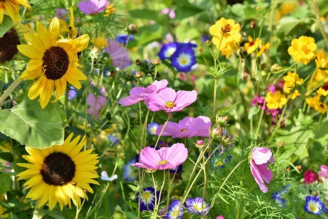 Comment entretenir votre jardin pendant la saison chaude