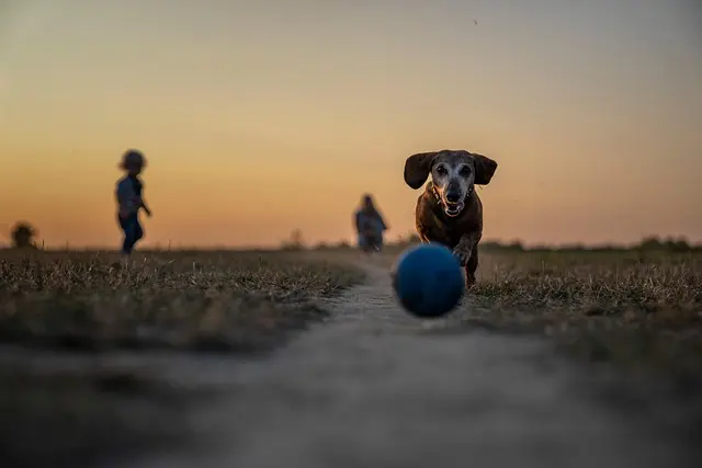 Guide complet pour améliorer le bien-être des animaux vieux