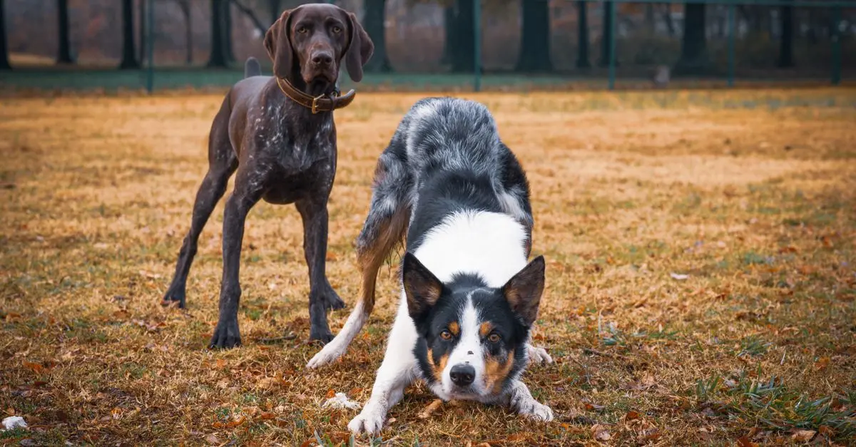 Creative Ways to Engage Your Pet in Play