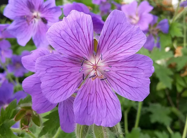 10 Plantes Indispensables pour un Jardin Écologique
