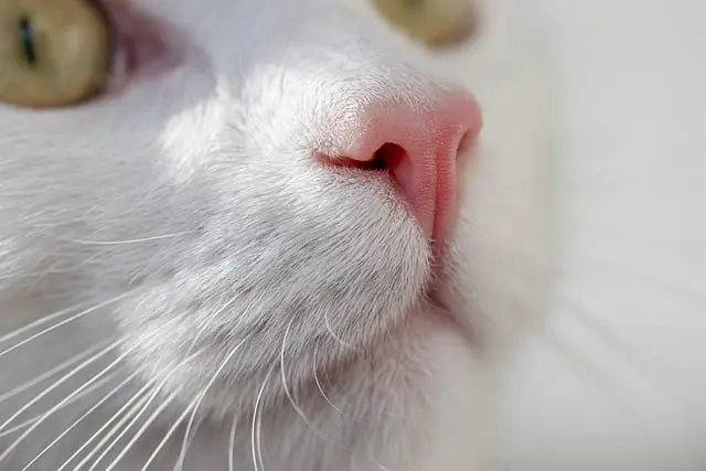 10 Common Myths About Pet Care Debunked