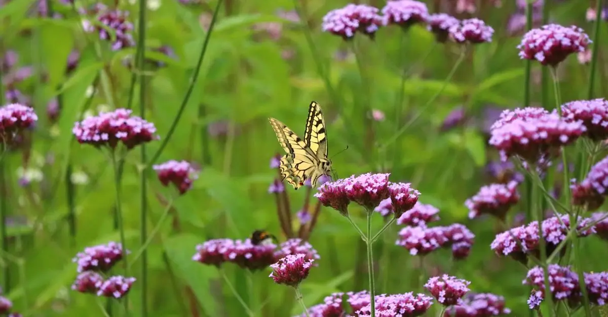 L'importance de la biodiversité dans votre jardin