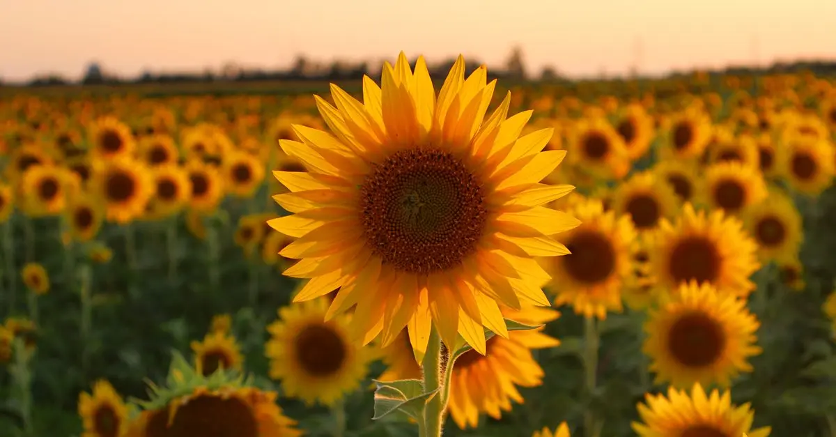 Les bienfaits des fleurs CBD pur pour la santé : ce qu’il faut savoir