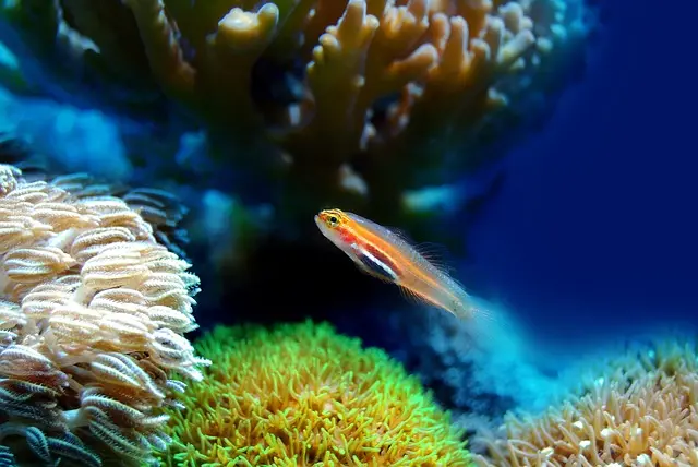 Les Fruits de Mer et Leur Impact Environnemental : Ce Qu'il Faut Savoir
