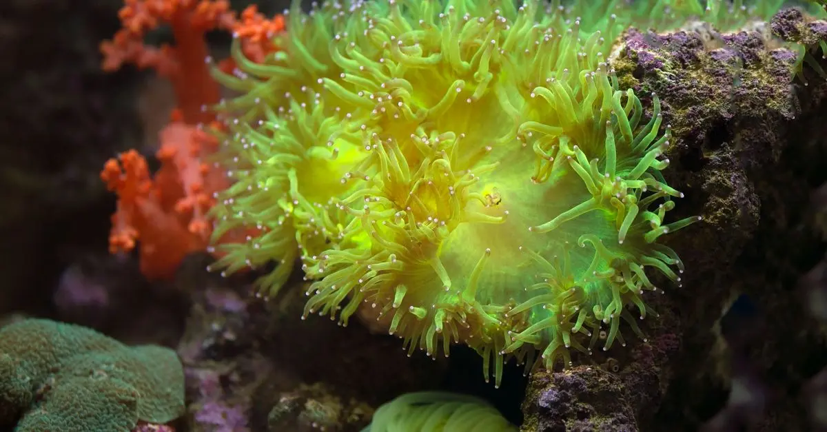 Comprendre les écosystèmes marins : un voyage fascinant