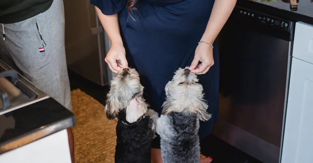 Healthy Pet Treats: Homemade Recipes