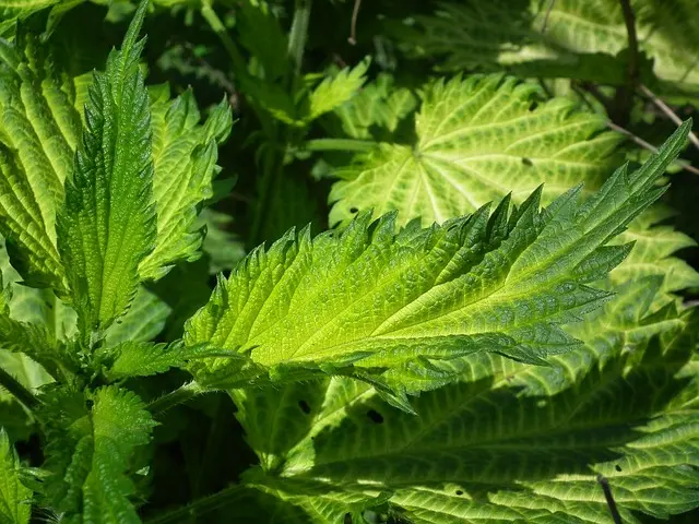 Les Plantes Médicinales et leurs Bienfaits Inattendus