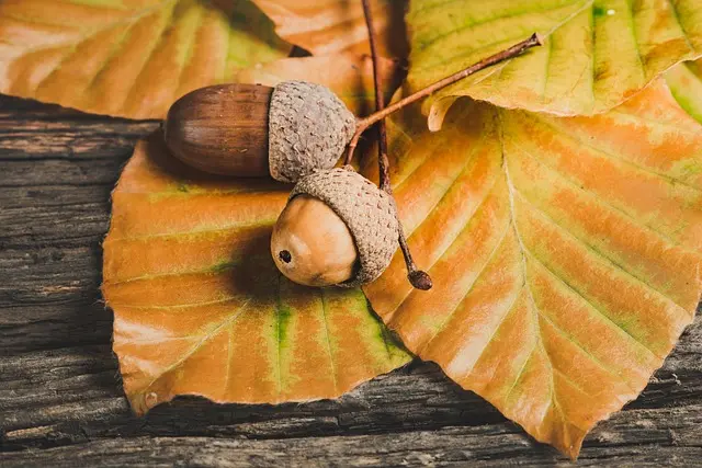Les Fruits de Saison à Ne Pas Manquer : Guide Complet par Mois