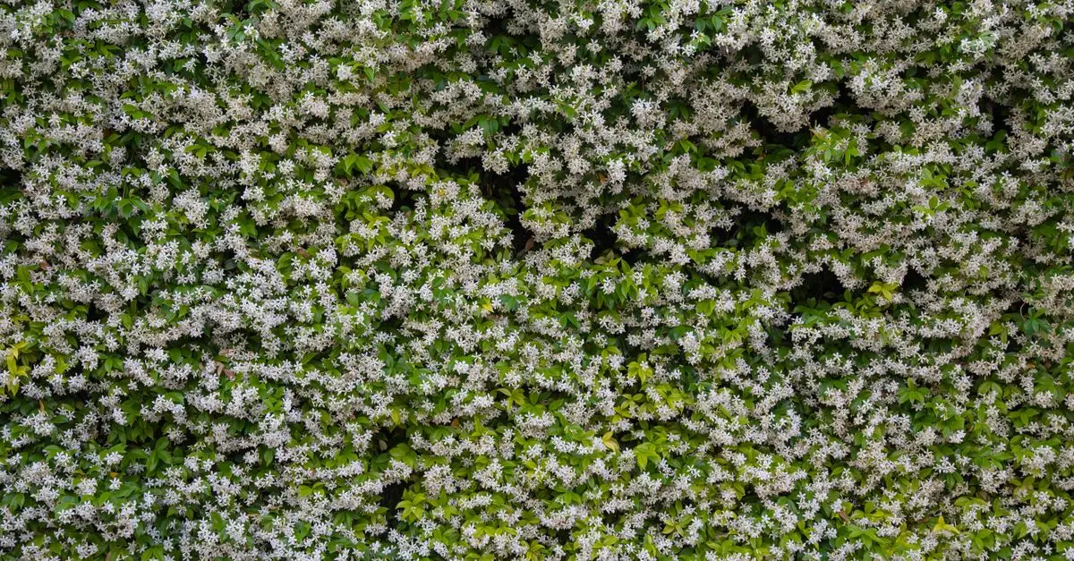 Cómo crear un jardín vertical en casa: guía práctica