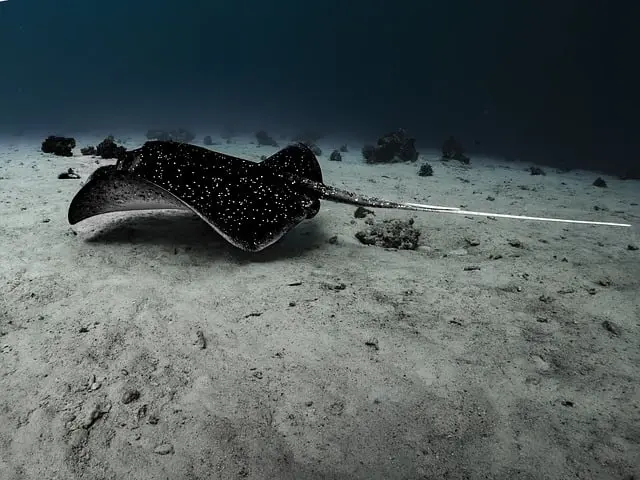 Les Comportements Fascinants des Poissons à Travers le Monde